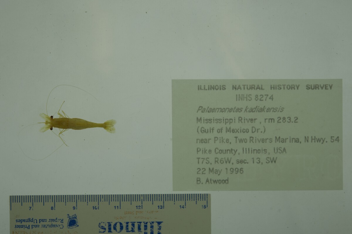 Palaemonetes kadiakensis image